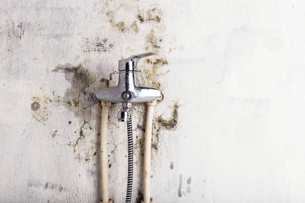 Pennington, NJ Mold Removal Company