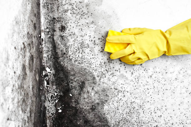 Office Mold Removal Services in Pennington, NJ