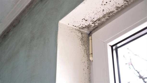 Best Fast Mold Removal  in Pennington, NJ
