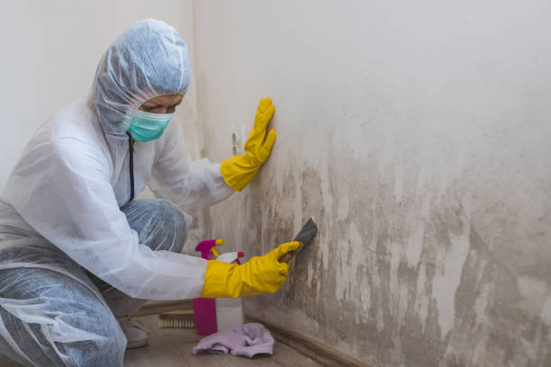 Best Mold Removal Near Me  in Pennington, NJ