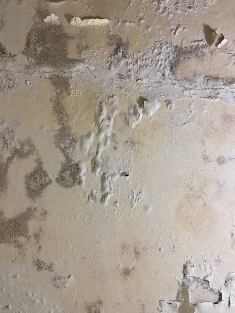 Best Emergency Mold Removal  in Pennington, NJ