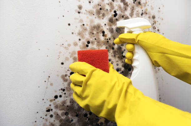 Best Same-Day Mold Removal  in Pennington, NJ
