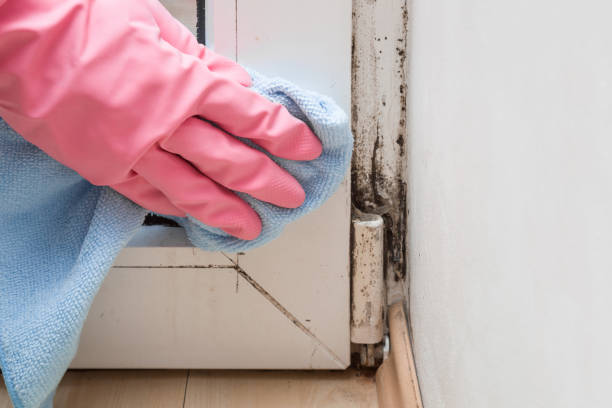 Best Mold Removal and Inspection  in Pennington, NJ