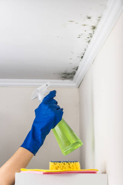 Best Home Mold Removal  in Pennington, NJ