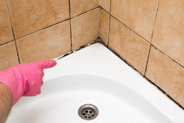Best Toxic Mold Removal  in Pennington, NJ